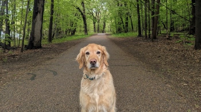 Golden retriever dog sitting outdoors